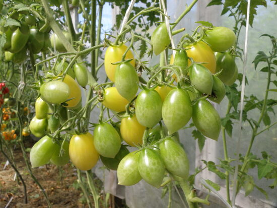 Сумасшедшая вишня Барри